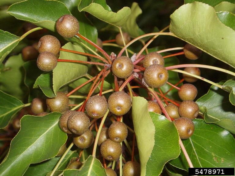 a cluster of brown Callery pear fruits