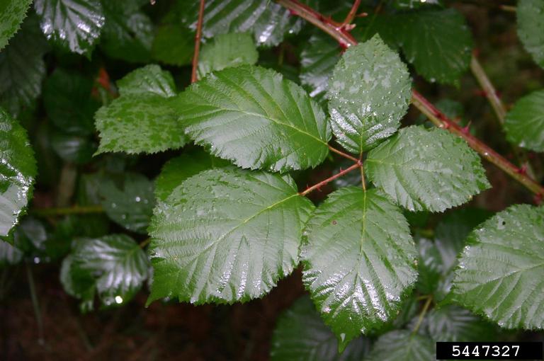 Himalayan blackberry leaves